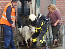 De geiten werden door de brandweer uit de stal gehaald. (Foto: FPMB)