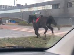 De paarden denderden door Eindhoven.