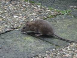 Een bruine rat . (Foto: Henk Smeets)