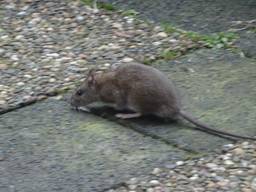 Een bruine rat in de tuin van Henk Smeets. (Foto: Henk Smeets)