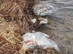 Dode ganzen in het water in Megen (foto: Dierenambulance Maasland).