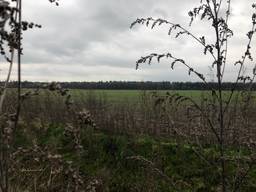 Achter deze bosrand ligt het beschermde natuurgebied Kempenland-West  