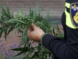 Wietplantje (foto: politie)