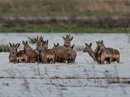 Reeën in de Noordwaard op de vlucht voor het wassende water (foto Bram Oostdijk).