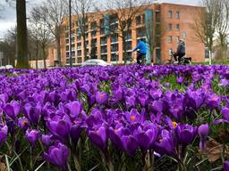 Krokussen in de bloei in Breda (foto: Erald van der Aa).