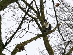 Kat durft de boom niet meer uit in Bakel (foto: Harrie Grijseels/SQ Vision)