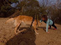 Woofcamp: Fit worden en tegelijkertijd je hond trainen.