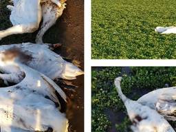 Dode zwanen werden gevonden in een weiland in Geffen (foto: Facebook dierenambulance Maasland).