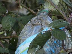 Ook de uiterwaarden van de Bergsche Maas zijn toe aan een schoonmaakbeurt