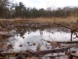 In Oisterwijk staan delen bos helemaal onder water.