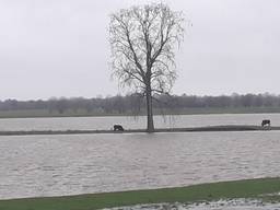 Drie grote grazers zitten vast. (Foto: Rudy van Haren)