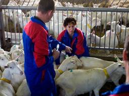 Minister Verburg in 2009 bij de vaccinatie van een geit in Etten-Leur (Foto: ANP).