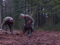 In het bos bij Sint Anthonis planten ze nieuwe bomen