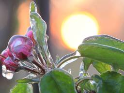 Foto: Ab Donker
