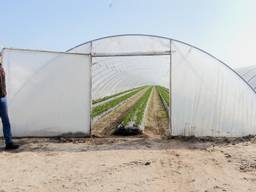 Kweker Mark van Aert bij de tunnel waar binnenkort de eerste aardbeien moeten worden geplukt. (foto: Raoul Cartens)