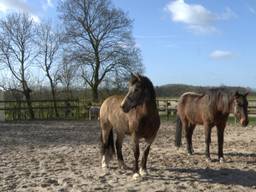 Twee paarden voor therapie in Etten-Leur (foto: Raoul Cartens)