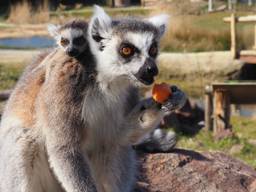 Een van de jonge ringstaartmaki's met de moeder (foto: ZooParc Overloon)