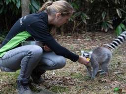 Dierenverzorgster Bastiënne met een van haar lievelingen: een ringstaartaapje (foto: Dierenpark De Oliemeulen).