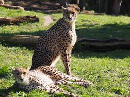 Twee van de vijf nieuwe cheetahs in ZooParc Overloon. (Foto: ZooParc Overloon)
