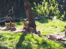 Mama cheetah en haar jonkies.