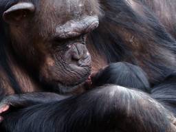 Moeder Pepa bewondert haar tweede jong. (foto: Beekse Bergen).