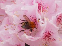 Een hommel in actie in Mierlo (foto: Marinette Raaijmakers).