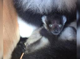 Een baby bonte vari in Zoo Veldhoven (foto: Zoo Veldhoven)