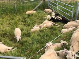 Doodgebeten schapen in Bokhoven