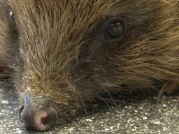 Een zieke egel in het Vogelrevalisatiecentrum Zundert (foto: Raoul Cartens).