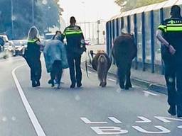 Agenten liepen uiteindelijk met de paarden terug naar Geldrop (foto: politie Eindhoven).