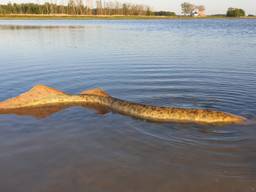 Als aasgieren cirkelden de meeuwen boven deze vinnen van de zeldzame zeeprik. (Foto:Thomas van de Es)