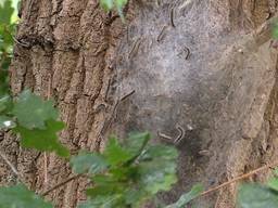 Een nest eikenprocessierupsen (foto: archief).