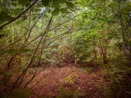 Een tiny forest (foto: IVN).