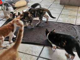 Katten zoeken verkoeling op een natte handdoek (foto: Angela Frijters)