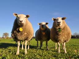 De schapen hadden het warm vandaag (foto: Ben Saanen).