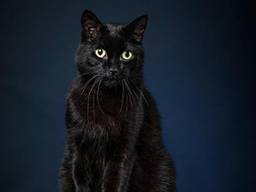Sommige zwarte katten vinden lastig een baasje (foto: Stichting Dierenasiel).