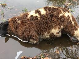 Een van de getroffen schapen. (foto: Rianne van Helden)