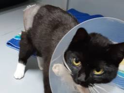 De kat liep door de mishandeling oa. een gebroken staart op (foto: Facebook politie Waalwijk).