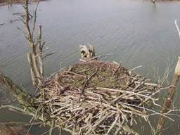 Het nestje (foto: Staatsbosbeheer).