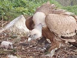 Het dier werd eerder deze maand geboren na een broedduur van vijftig dagen (foto: Dierenrijk).