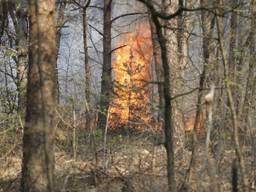 Donderdag woedde een heidebrand in Schijf (foto: Christian Traets/SQ Vision Mediaprodukties).