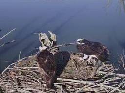 Het koppel visarenden in de Biesbosch.