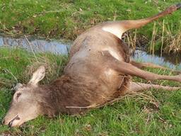 Het edelhert werd doodgeschoten (foto: Facebook Politie Best - Oirschot).