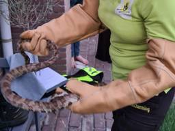 Beschermd met handschoenen werd de rattenslang vervoerd (foto: Dierenambulance Zuidoost Brabant).