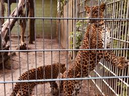 De panters in Best Zoo kijken uit naar bezoek (foto: René van Hoof).