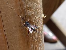 Stenarella victoriae, een sluipwesp (foto: Willy Heesakkers).