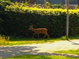 Omwonenden van het parkje in Tilburg maken zich zorgen over de ree die er bivakkeert