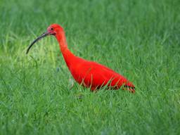 De rode ibis bij kasteel Heeswijk (foto: Wim Heijmans via waarneming.nl).