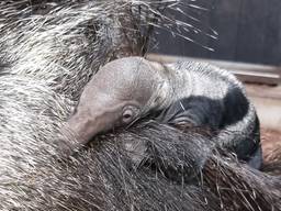 Beschuit met miertjes in ZooParc, maar papa gelooft het allemaal wel