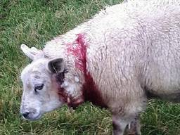 Wolf jaagt op schapen in Nieuw-Vossemeer